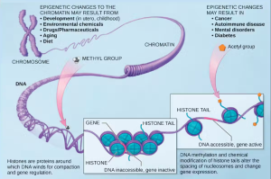 DNA contains molecular patterns that indicate where in the body it came from.